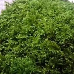 Moss weeping clump Moss aquascape tanaman aquascape aquarium