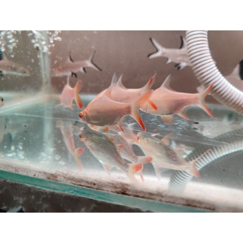 ikan lembeduk kaviat albino mata merah size 7 cm