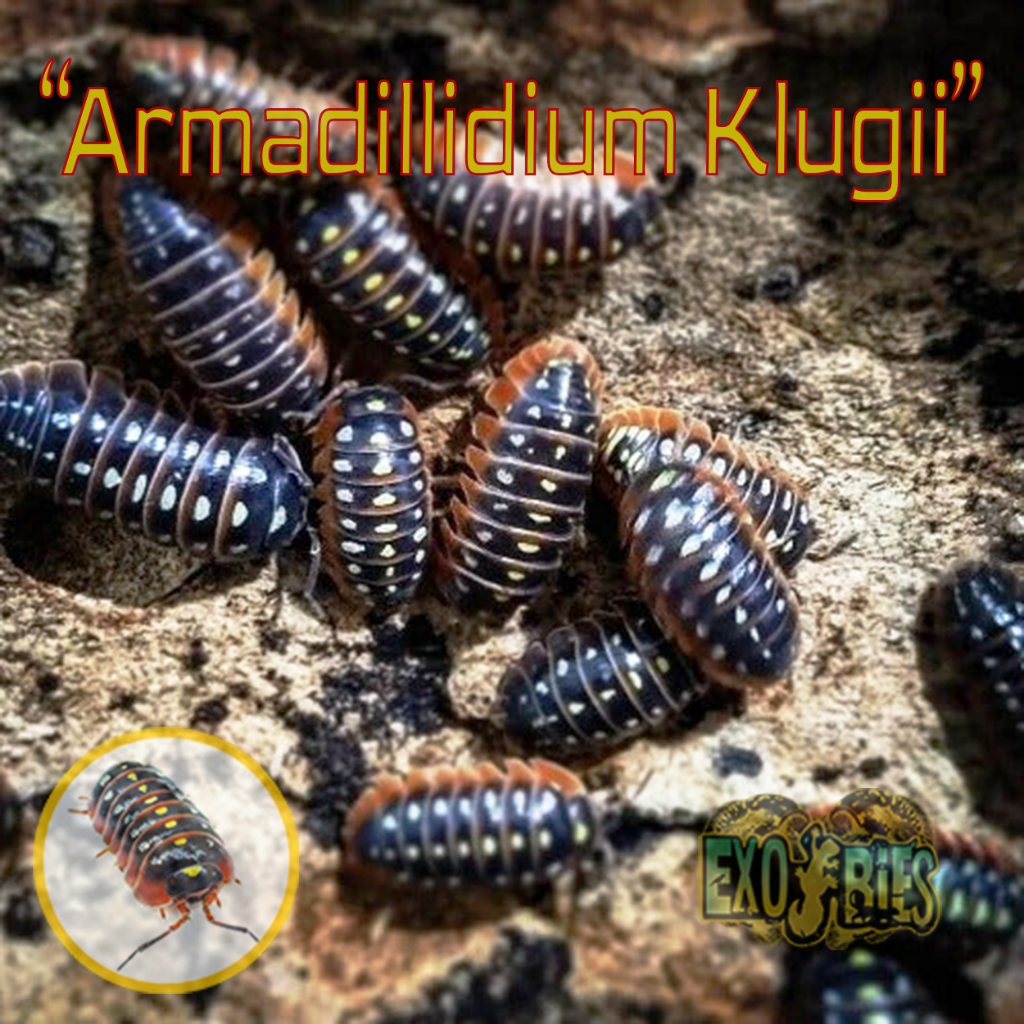 Armadillidium Klugii Isopod Pengurai Bioactive Paludarium Dan Vivarium Isopoda Armadillidium Klugii