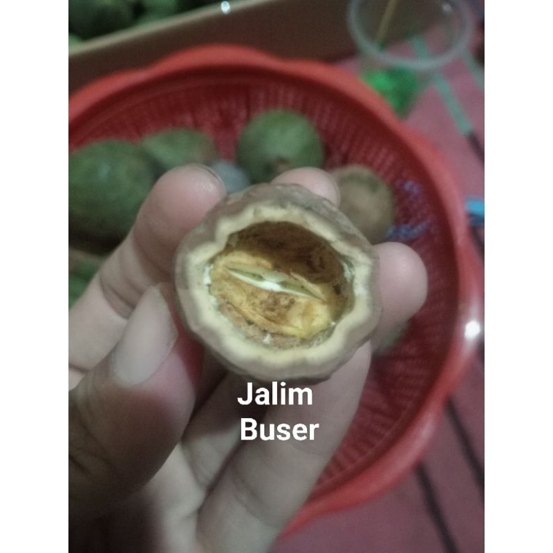 Muncang Adu Jalim Buser