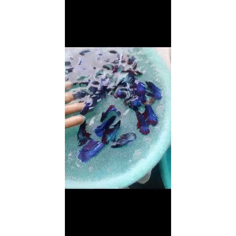 

Bungkus Kemasan HM size M+ L