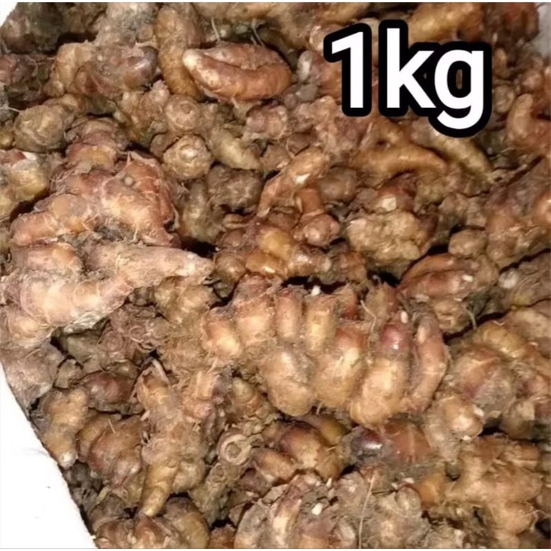 

kencur seblak cikur sukro frees 1 kg