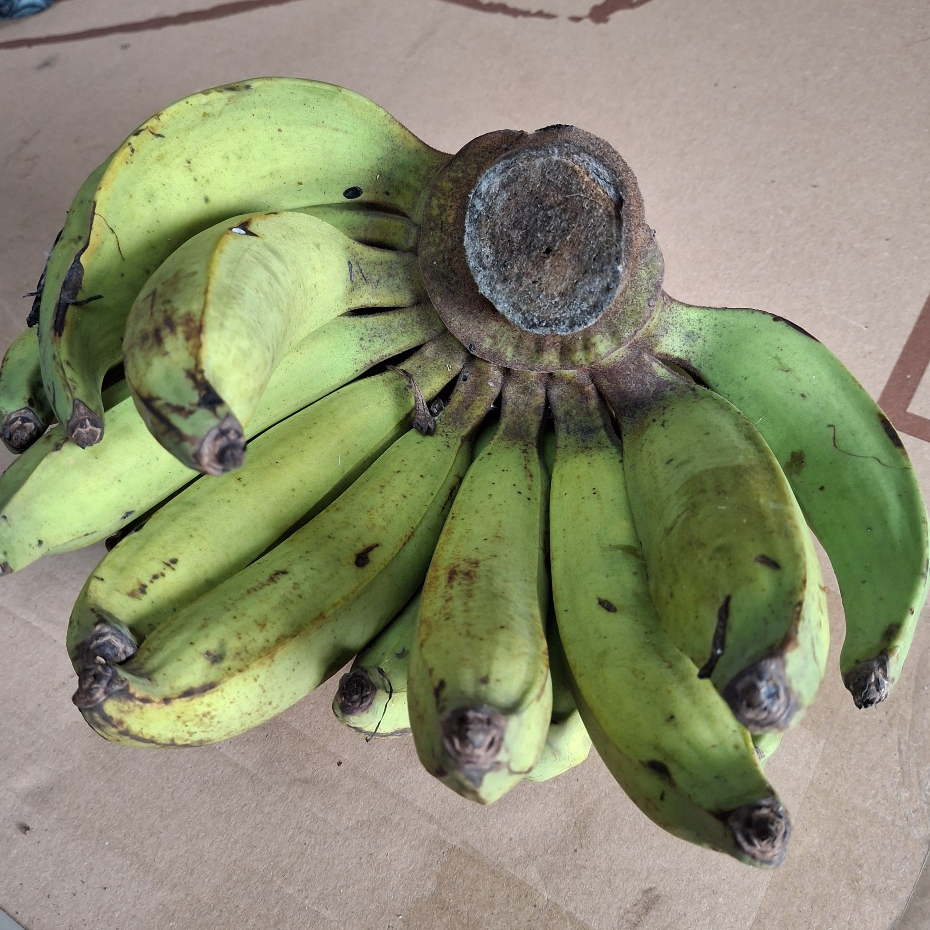 

Pisang Nangka Persisir