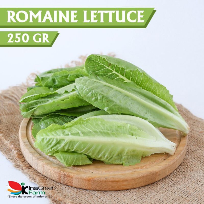 

Romaine Lettuce Organik 250 Gram