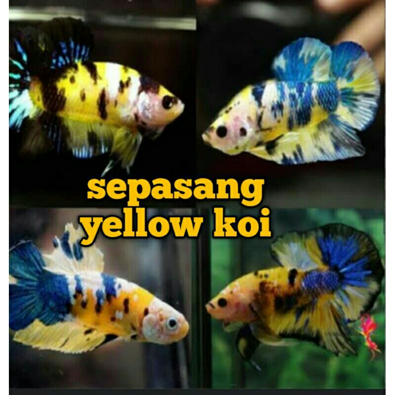 sepasang cupang yellow multy usia 4 bulan betina full telur