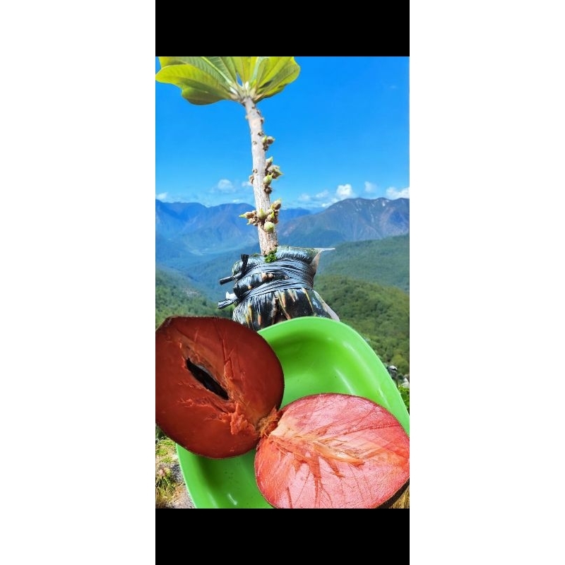 bibit mamey sapote lorito loreto