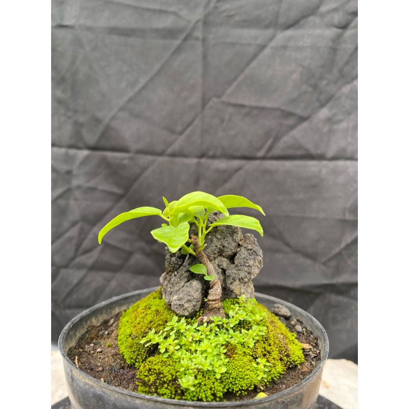 bonsai mame mini bringin lokal on the rock