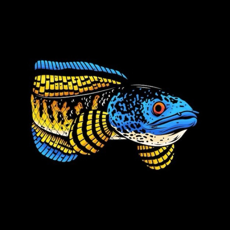 Auranti Gondrong Size 20 Berkualitas