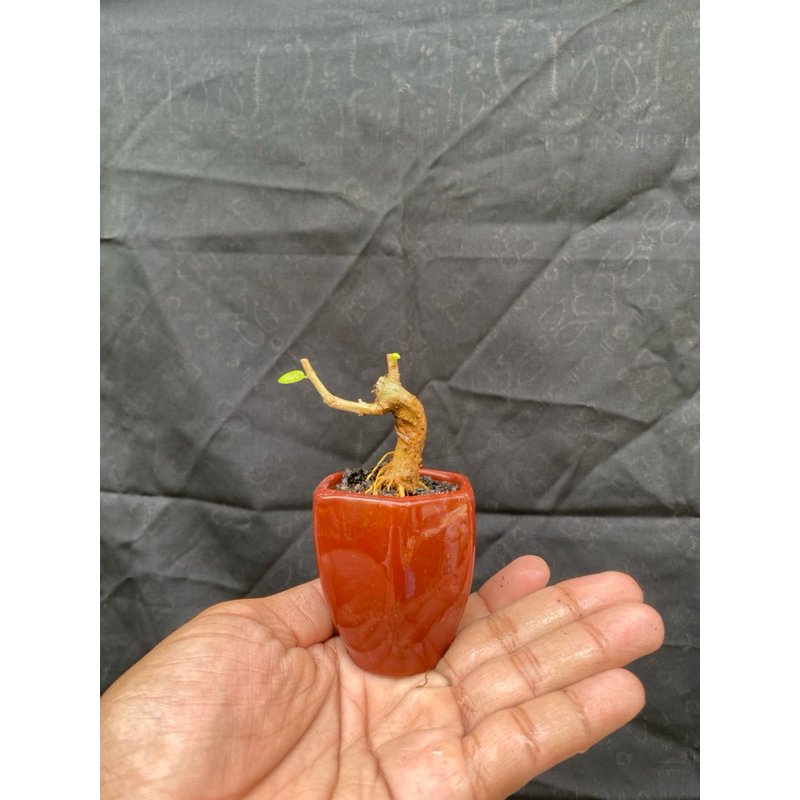 bonsai sancang shito