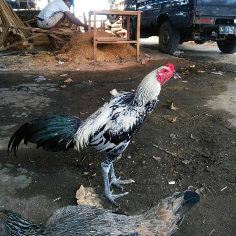 TELUR AYAM BANGKOK MANGON