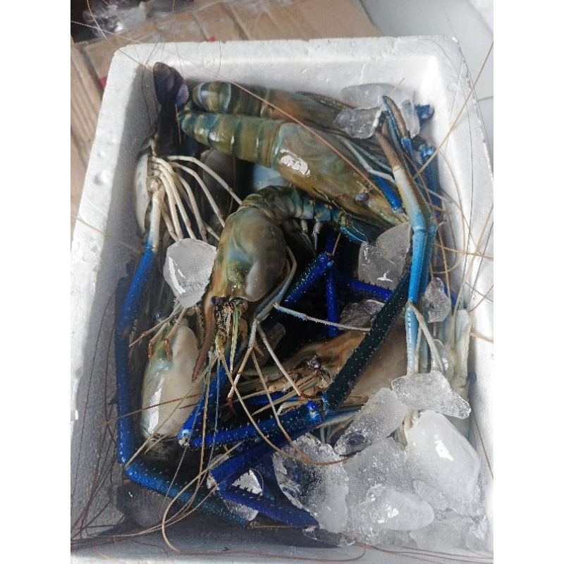 

Udang Galah Super Jumbo Fresh Size 4-6 ekor 1kg