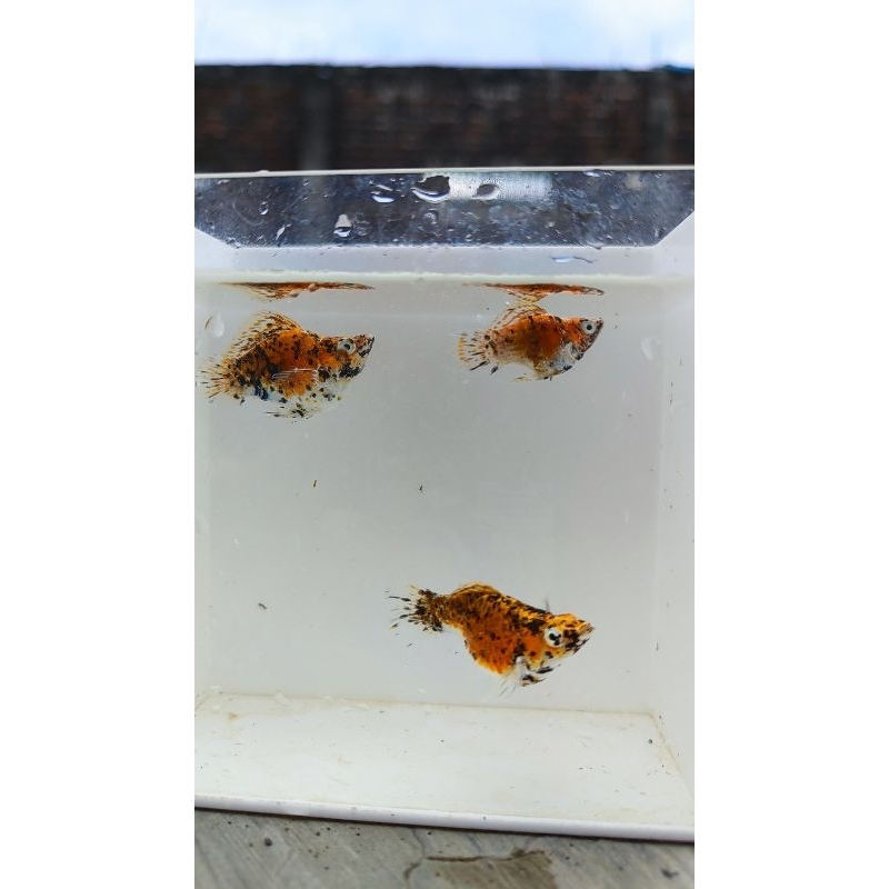 sepasang molly CALICO balon roundtail