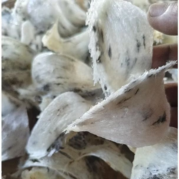 

Satu keping sarang burung walet mangkok putih tebal