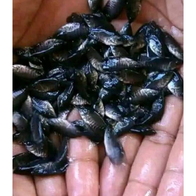 paket 100 ekor  gurame nguaci