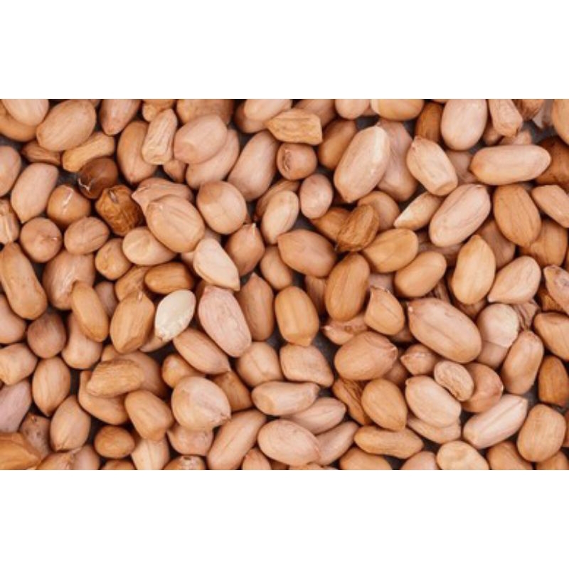 

Kacang Tanah Mentah Tinggal Goreng Murah(COD)BAYAR DI TEMPAT