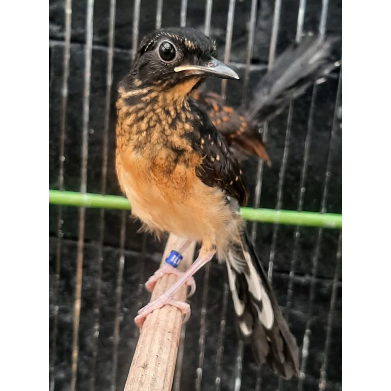 Murai batu trotol jaminan jantan