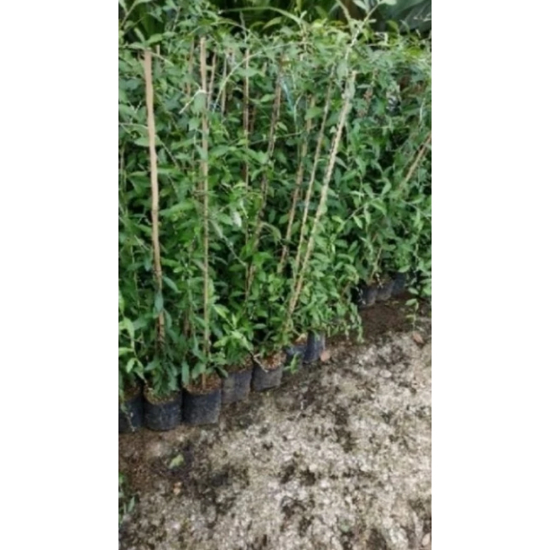 150 polybag tanaman hias lee kwan yew 1 meter likuanyu menjuntai lee kwan yu Vernonia Elliptica aka 
