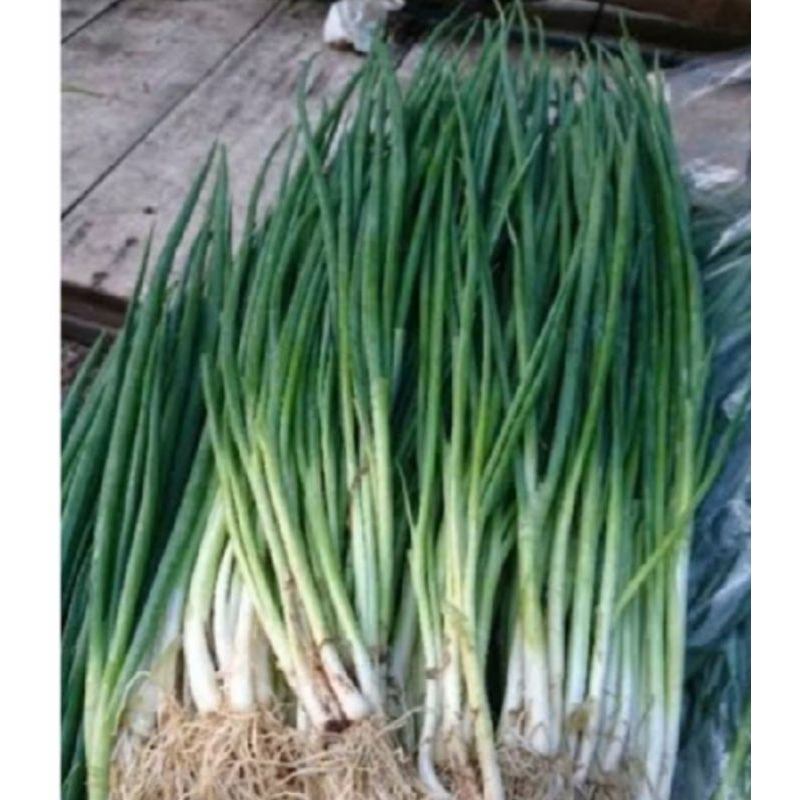 

daun bawang kecil