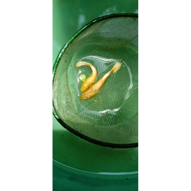 Ikan Guppy Full Gold Vietnam