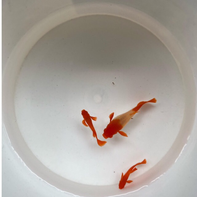 Albino Koi Red Ear