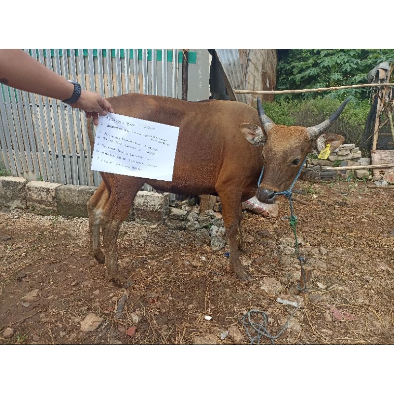 

sapi Qurban Patungan 1/7 Bagian