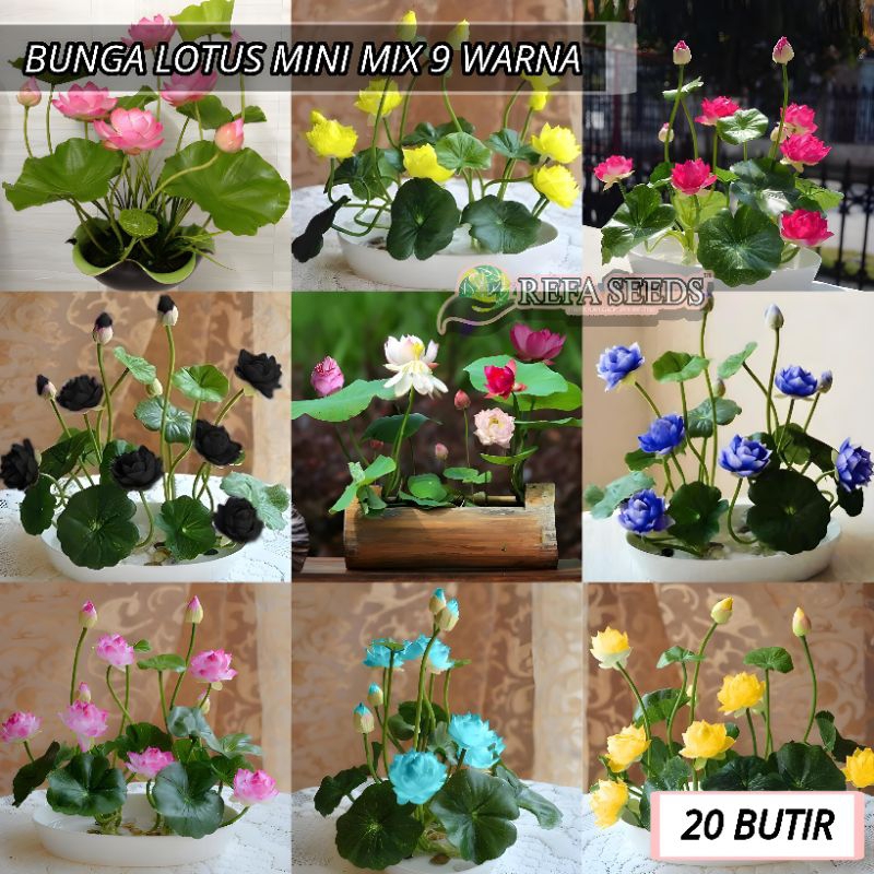 Isi (20 Butir) Benih Bunga Lotus Mini Bonsai Campur 9 Warna Original / bunga lotus / biji Teratai