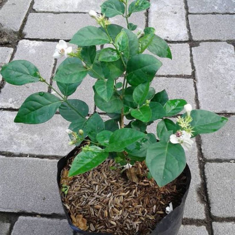 BIBIT BUNGA MELATI