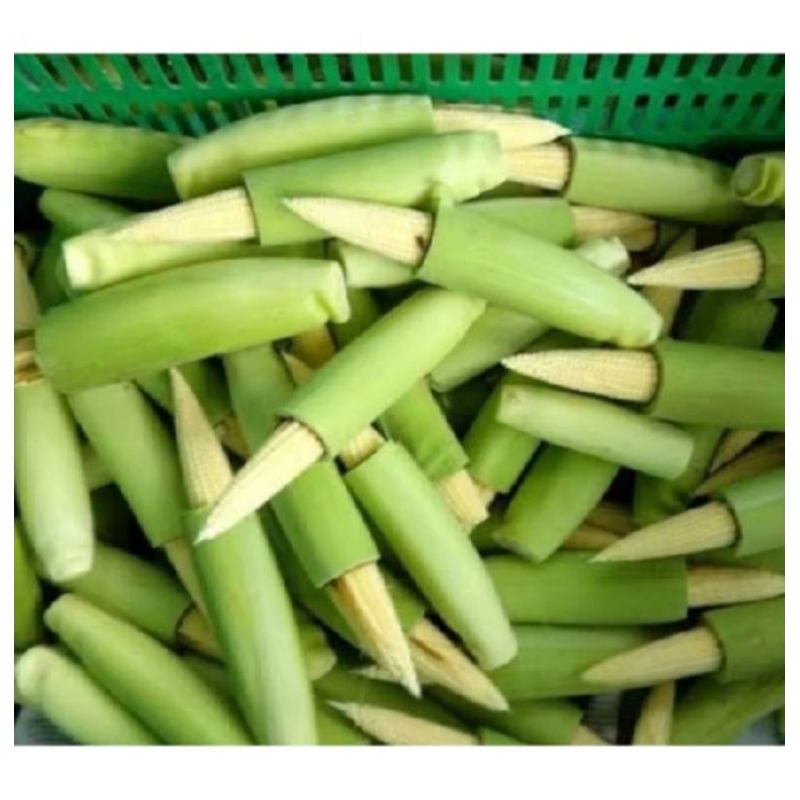 

putren , jagung muda