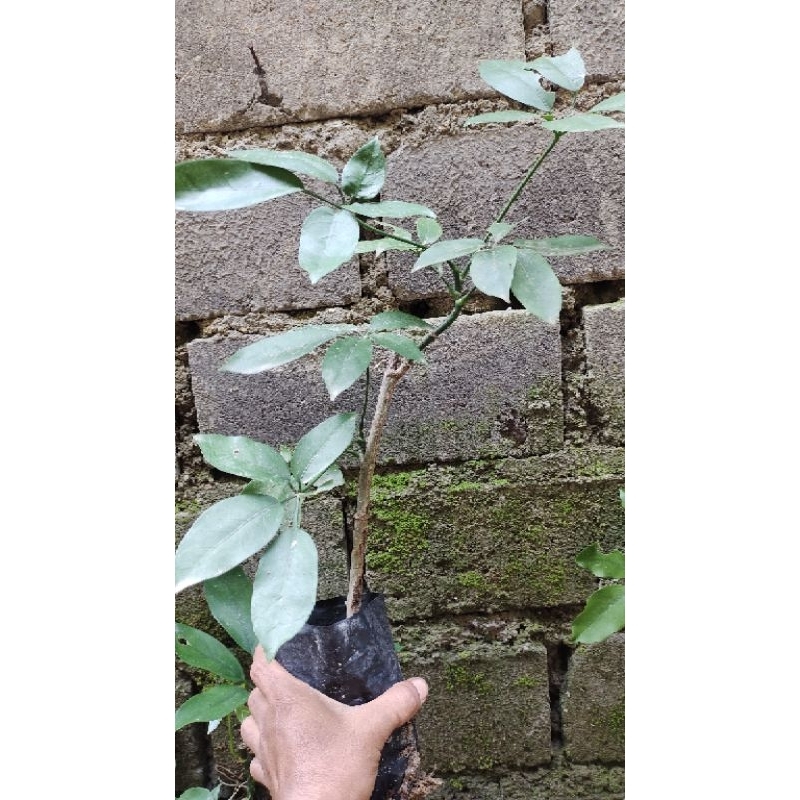 bibit tanaman Tlogosari realpic sesuai gambar