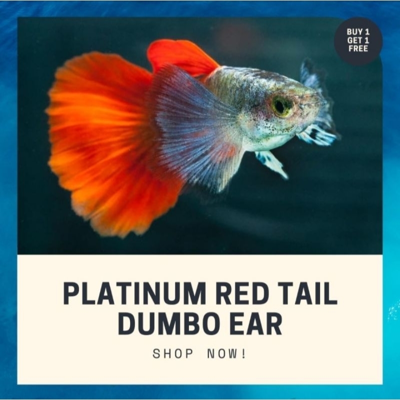 

Sticker PRTDE ( Platinum Red Tail Dumbo Ear )