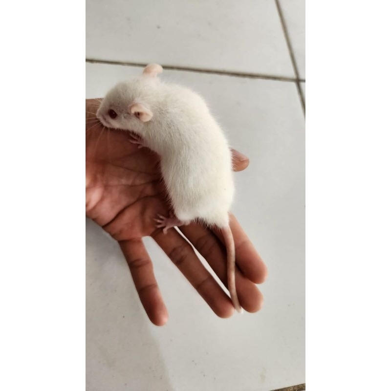 Tikus Putih Rat