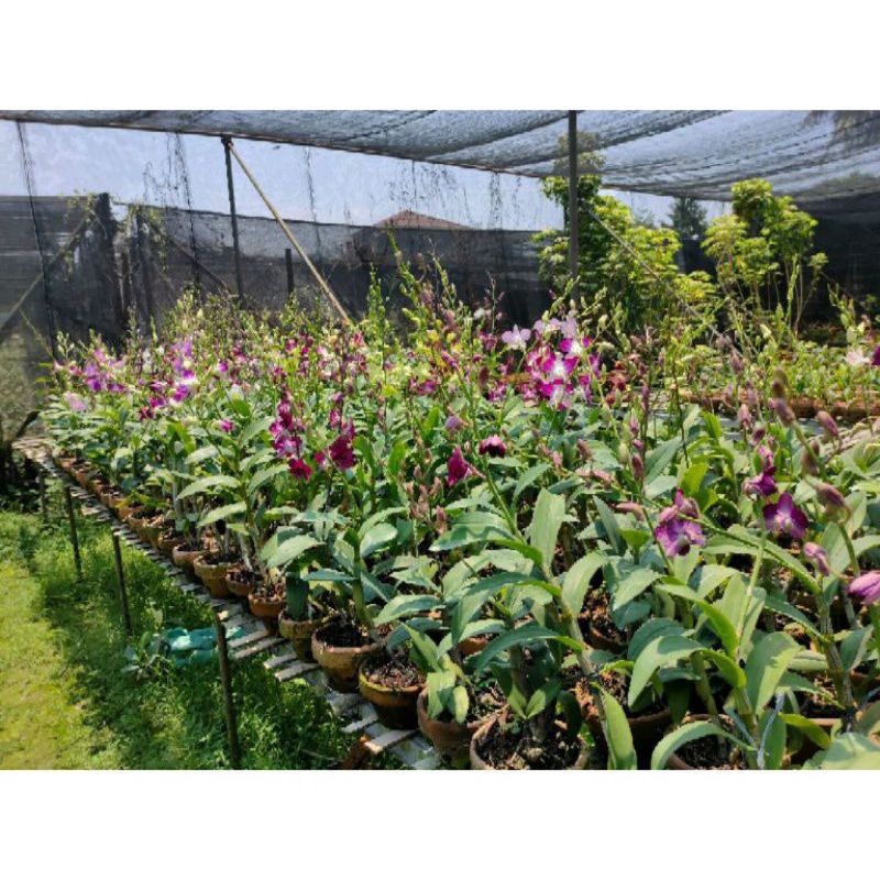 anggrek dendrobium bunga ungu