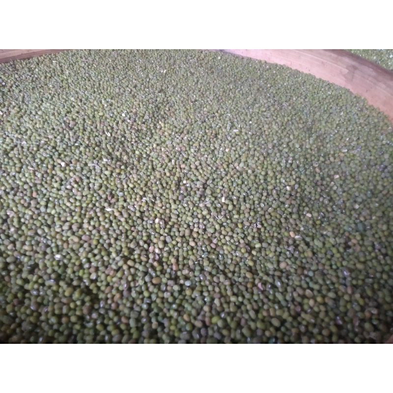 

kacang hijau murah / kacang hijau rijek