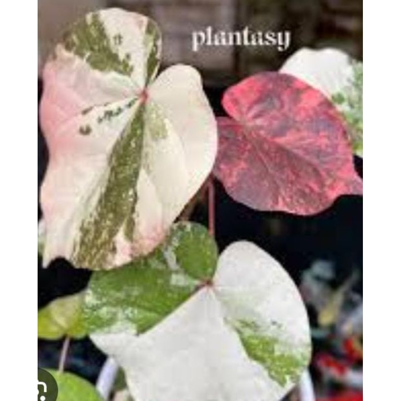 5 BATANG WARU BAHAN STEK MERAH VARIGATA TAIWAN