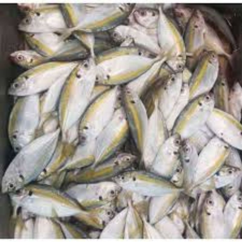 

ikan selar kuning ikan segar