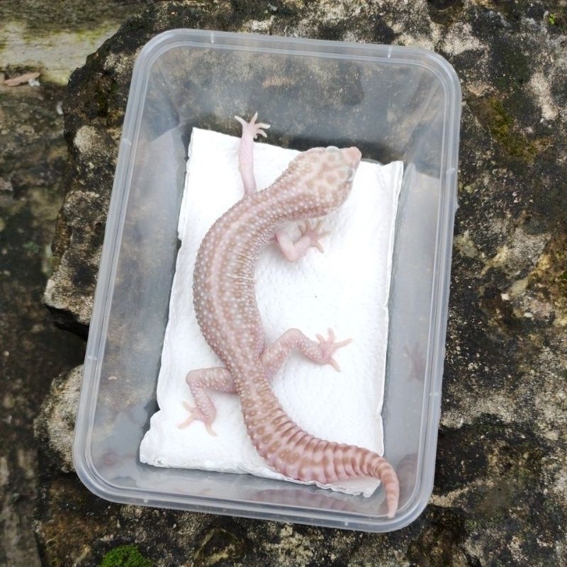 MAINAN ANAK GECKO DEWASA_SUPER SNOW RAPTOR