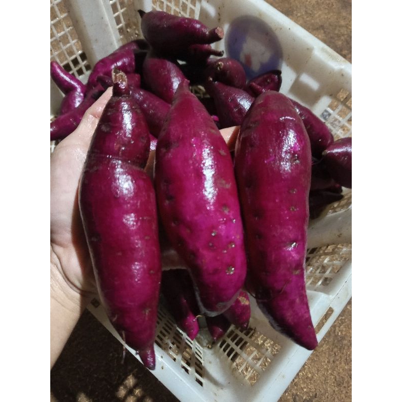 

Ubi ungu murasaki mini 1kg