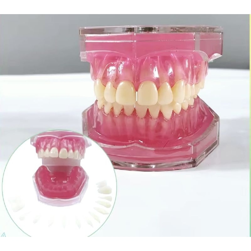 Model gigi bisa dilepas Dental phantom gigi Study klinik gigi