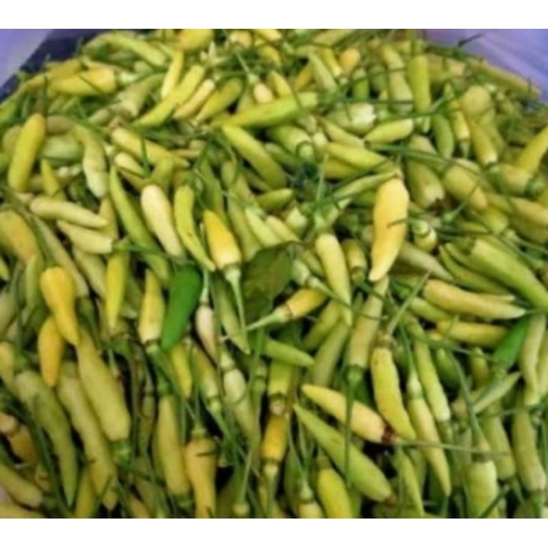

cabe rawit putih 500gr