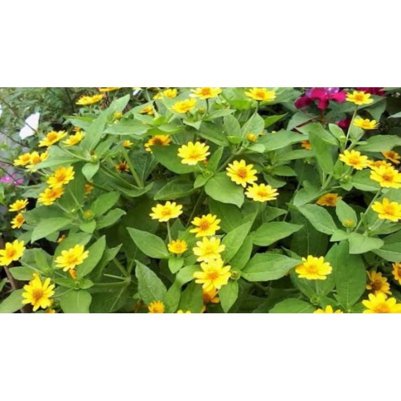 benih tanaman bunga seribu bintang kuning