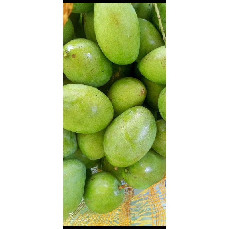 

mangga manalagi