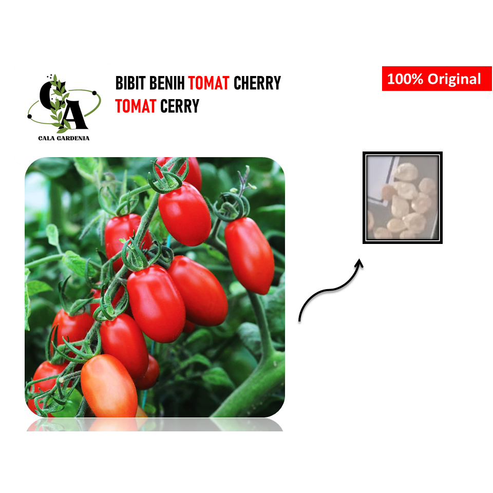Tomat Cheri Merah 5 Biji Bibit Benih Tomat Cherry Bibit Tomat Chery Buah Ceri Tanaman Hias Sayur