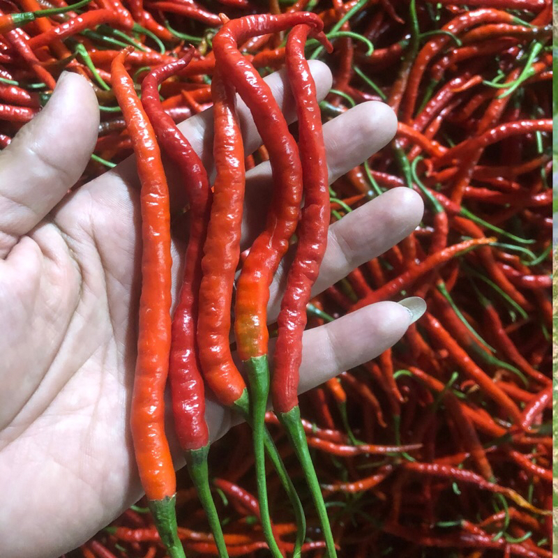 

Cabe Keriting Fresh