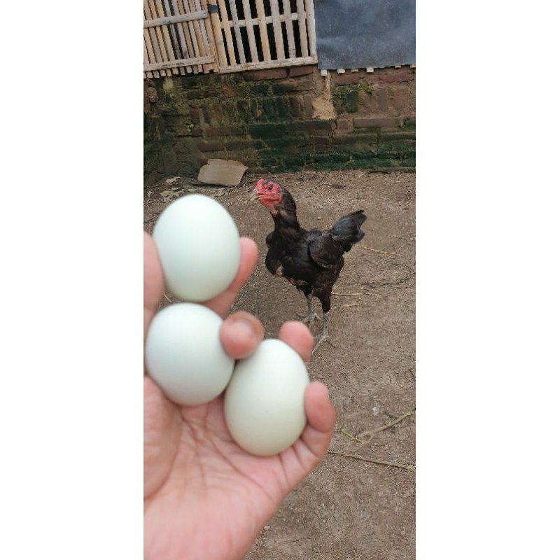 Telur Fertil Ayam BK selatan indukan Birma