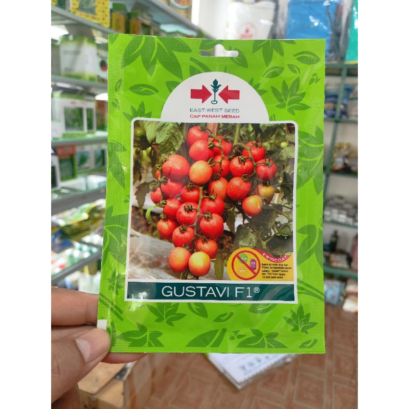 Benih Bibit Tomat Gustavi SP (Kemasan Kecil) 150 Butir Kadaluarsa 2026 Terbaru - Cap Panah Merah