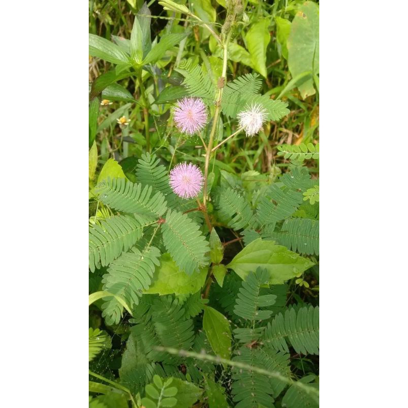 

DAUN PUTRI MALU SEGAR 100gr