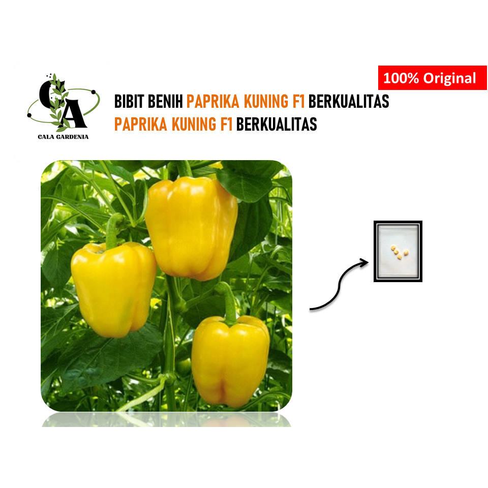 

PAPRIKA KUNING SUPER BIBIT 1 BIJI BENIH PAPRIKA KUNING BESAR F1 PAPRIKA UNGGUL KUNING BERKUALITAS