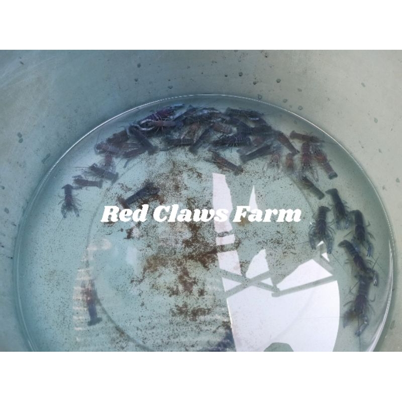 lobster air tawar calon indukan super size 2-3inch