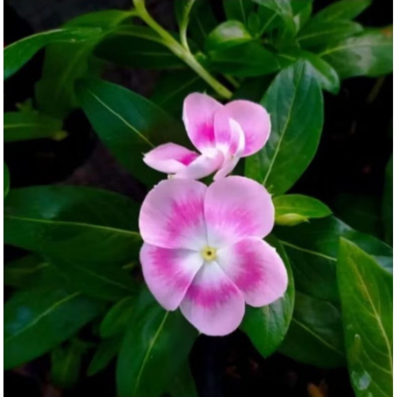 Vinca Nirvana Ring Hallo