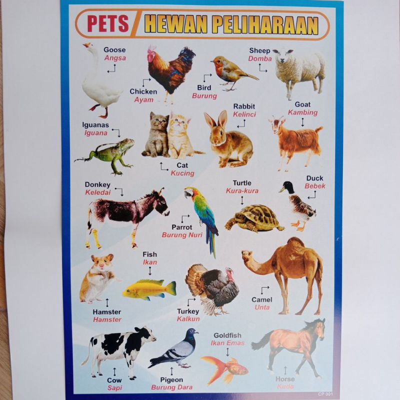 Poster Edukasi Anak / Hewan Peliharaan